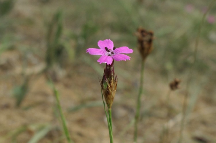 Dianthus carthusianorum